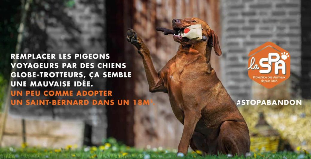 abandon d'animal