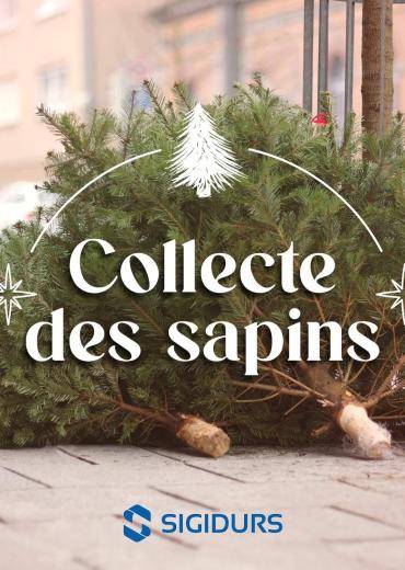 Collecte de sapins