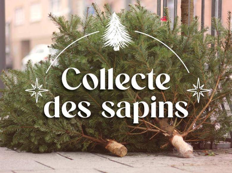 Collecte de sapins