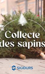 Collecte de sapins