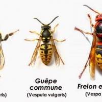 Différences de morphologie entre abeilles, guêpes et frelons