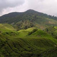 Cameron highland 