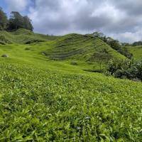 Cameron highland 
