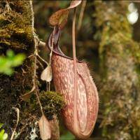 Nepenthes aristolochioides