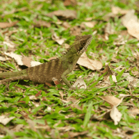Physignatus Le╠üzard 