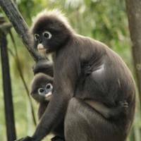 Singe Langurs