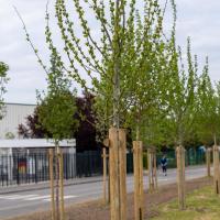 Végétalisation de la ville