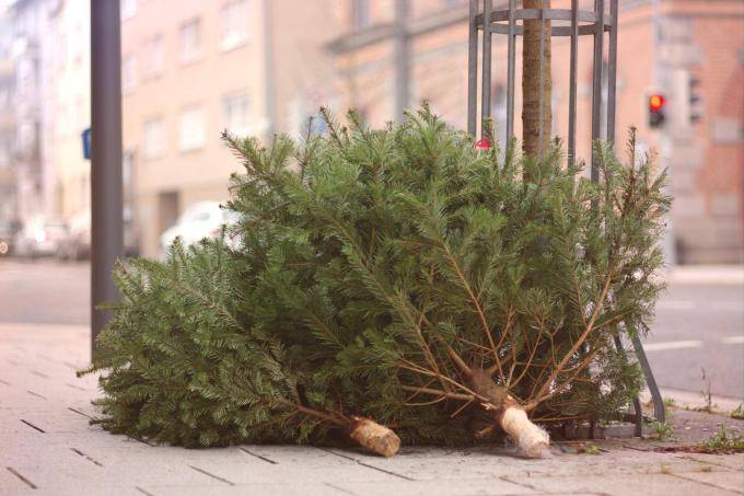 sapins