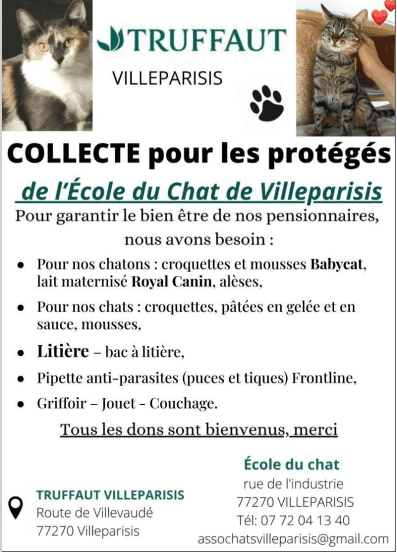 Collecte des chats