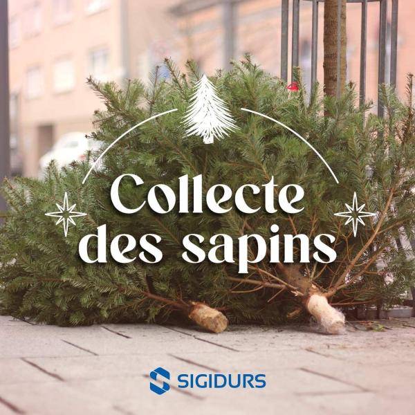 Collecte de sapins