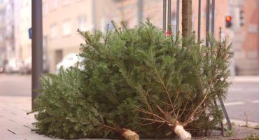 sapins