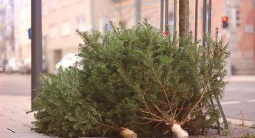 sapins
