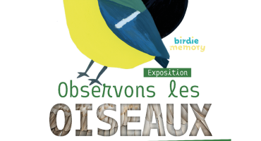 Observons les oiseaux 