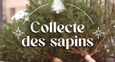 Collecte de sapins