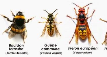 différence abeilles guêpes frelons