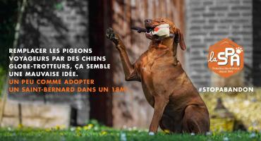 abandon d'animal