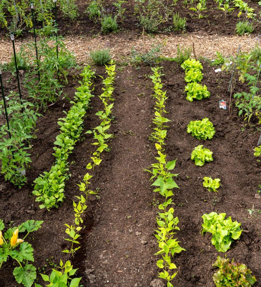 Jardin partagés Le Parisis